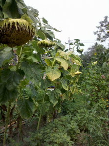 sunflowers at Participation Park Garden