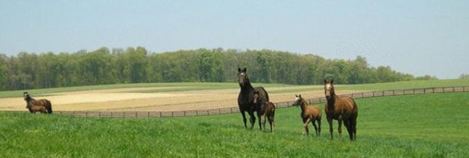 1.0154905335628228 image